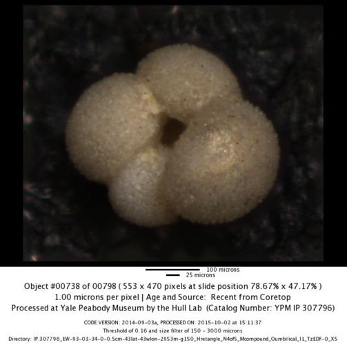 Globigerina bulloides