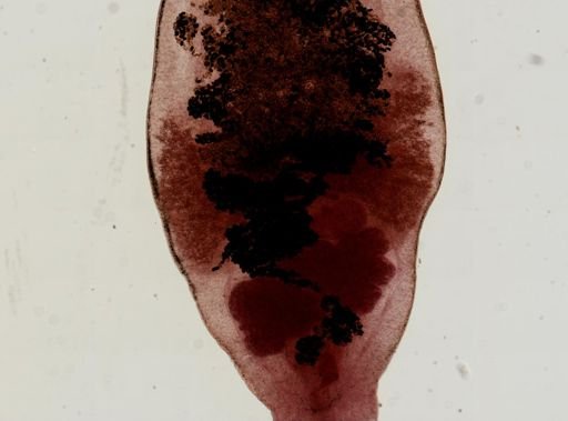 Dicrocoelium dendriticum