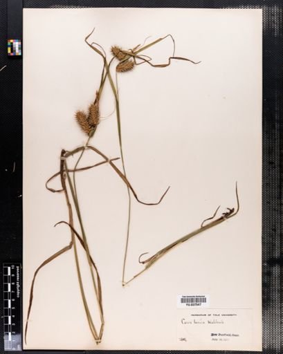 Carex lurida