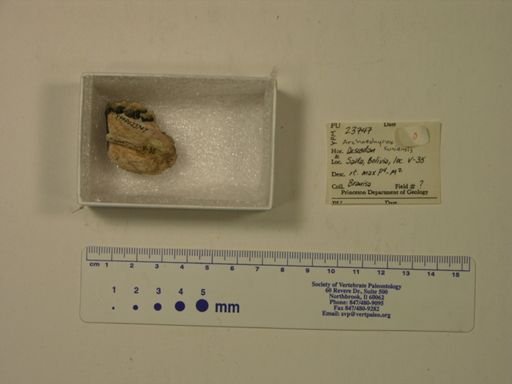 Archaeohyrax suniensis