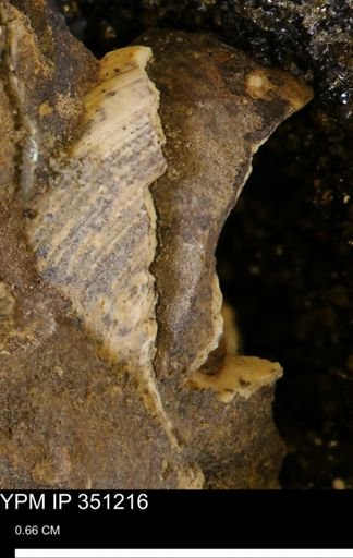 undet. Bivalvia