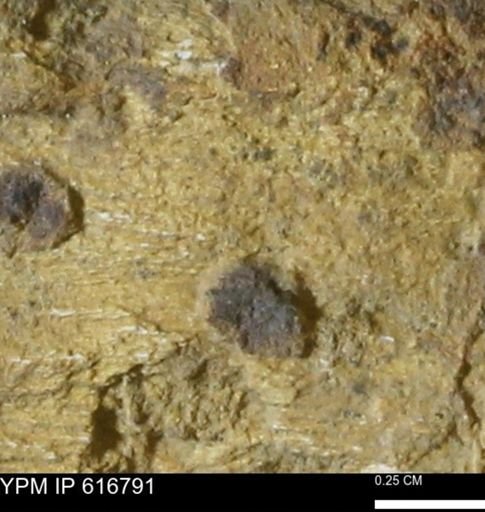 Teredo sp.