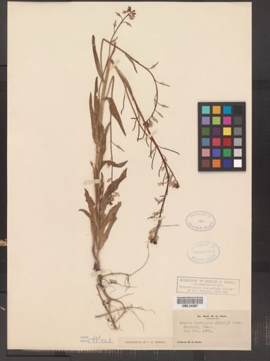 Arabis laevigata