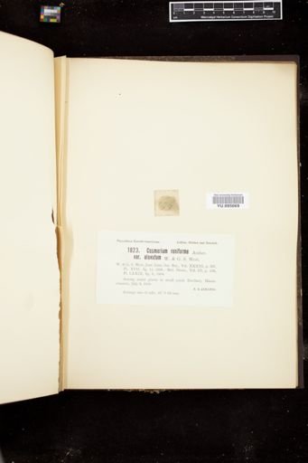 Cosmarium reniforme var. elevatum
