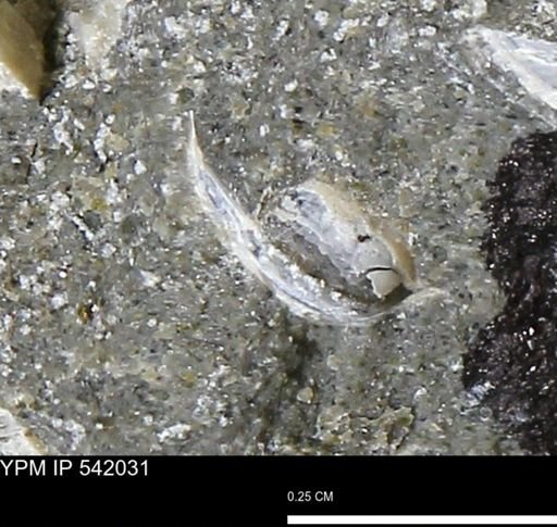 Protocardia?