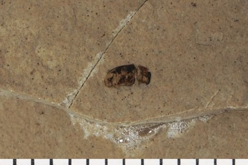 Coleoptera