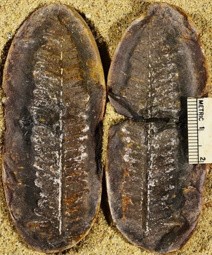 Pecopteris sp.