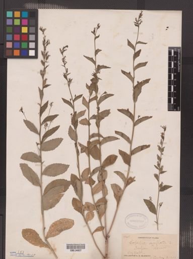 Lobelia inflata