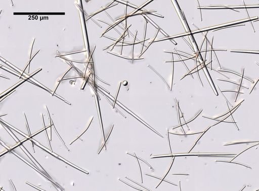 Polymastia boletiformis
