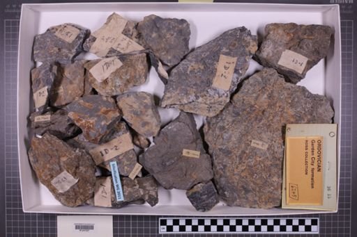 mixed taxa, stratigraphic collection