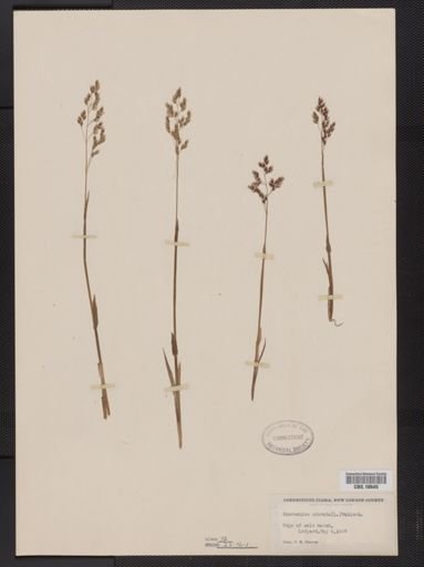 Anthoxanthum nitens