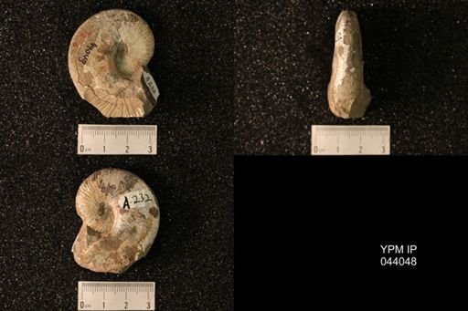 Hoploscaphites nicolletii
