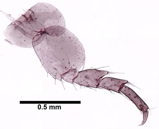 Hyalella cf. azteca