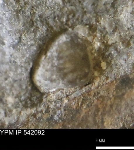 Corbulamella gregaria
