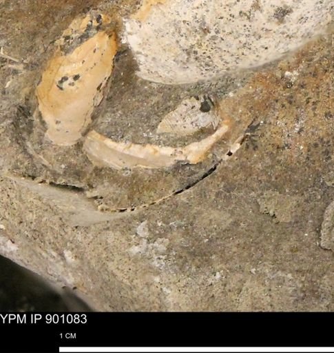 undet. Mollusca