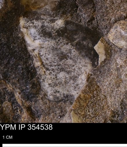 Pseudoptera subtortuosa