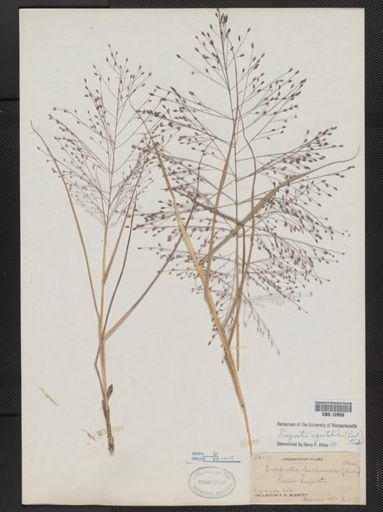 Eragrostis spectabilis