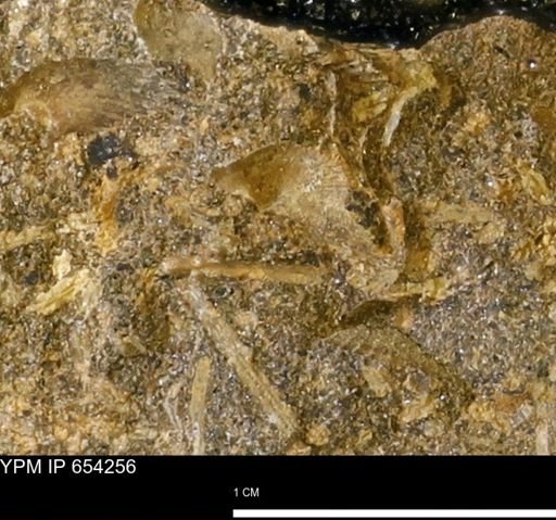 Mollusca