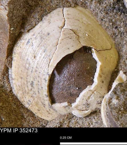 Limopsis striatopunctatus