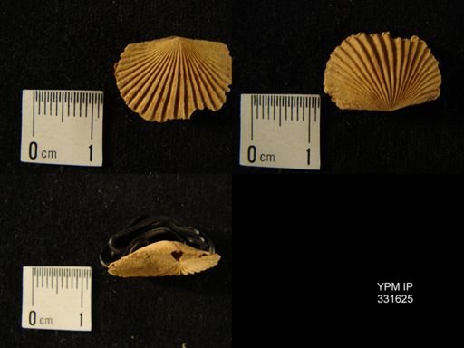 Dinorthis holdeni