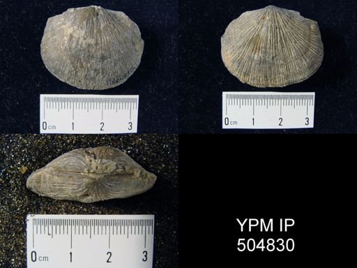 Orthostrophia halli