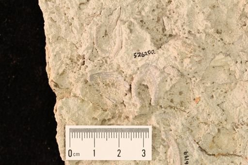 undet. Ophiurida