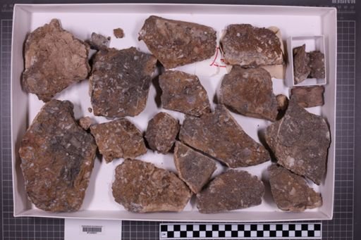 mixed taxa, stratigraphic collection
