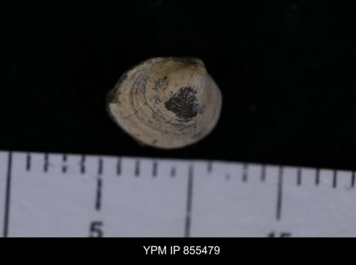 Limopsis striatopunctatus