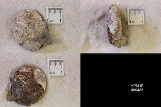 undet. Scaphitidae