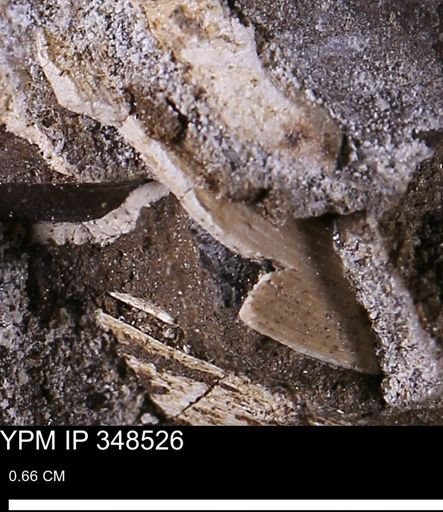 Limopsis striatopunctatus