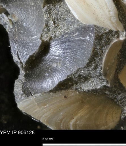 Limopsis striatopunctatus