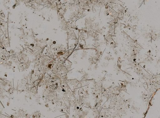 Clionidae