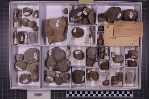 mixed taxa, stratigraphic collection