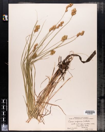 Carex scoparia