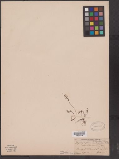 Myriophyllum humile