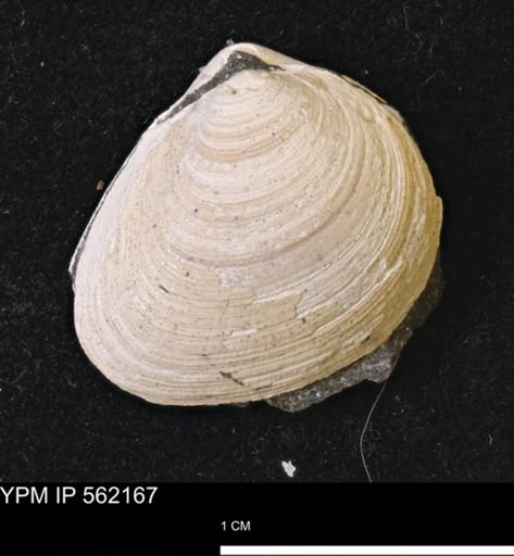 Limopsis striatopunctatus
