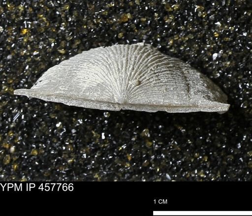 Strophodonta sp.