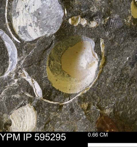 Protocardia sp.