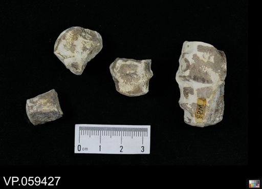 undet. Actinopterygii