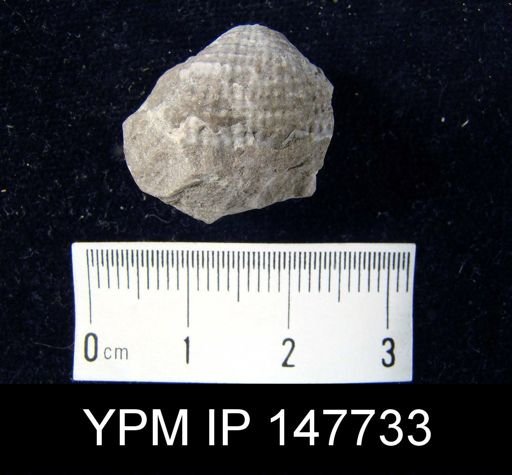 Productus sp.