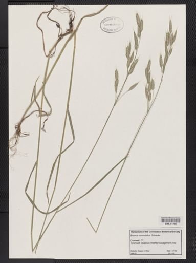 Bromus commutatus