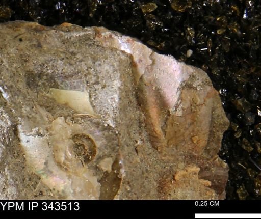 undet. Ammonoidea