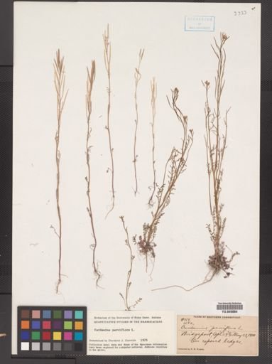 Cardamine parviflora var. arenicola