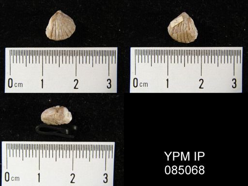 Camarotoechia fringilla