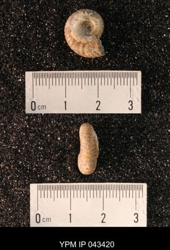 Hoploscaphites nicolletii