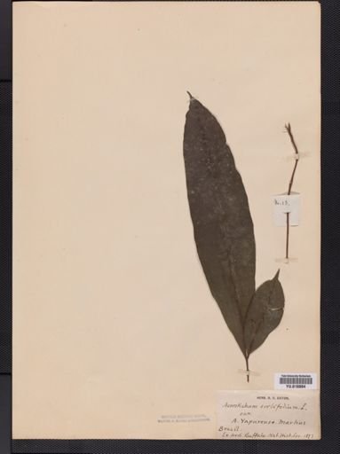 Lomariopsis