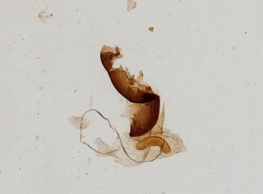 Papillifera papillaris
