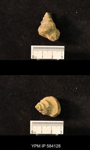 Worthenia tabulata
