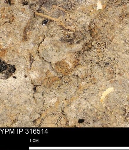 undet. Mollusca