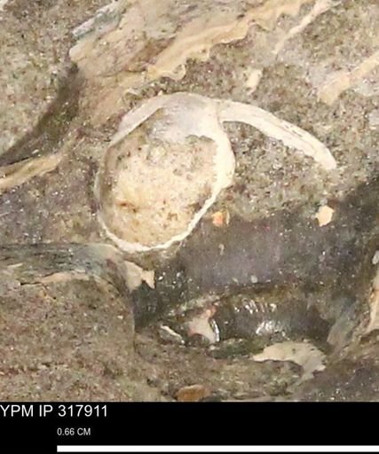 undet. Gastropoda